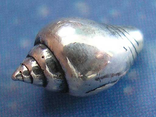 Scuba Schmuck Strombus Ohrstecker xs