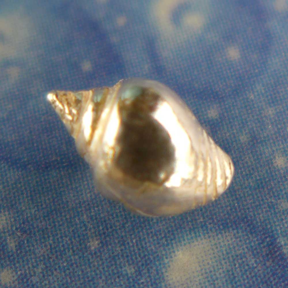 Scuba Schmuck Strombus Ohrstecker xs