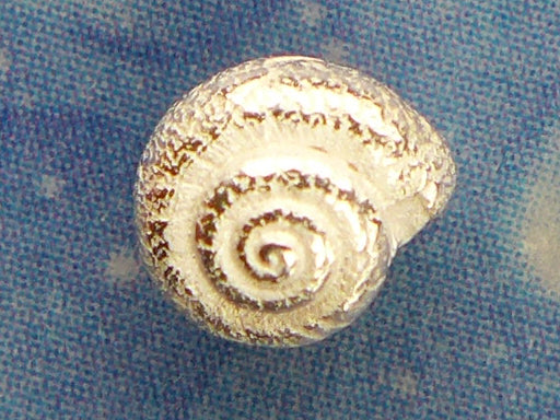 Inselschmuck Silber Ohrstecker Knopfschnecke xs