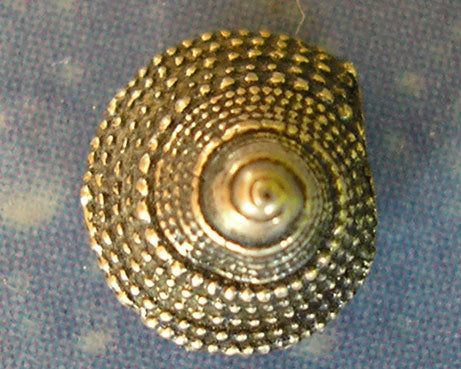 See Silberschmuck Stecker Kreiselschnecke