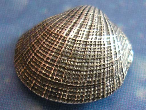 Meeresbrise Schmuck Sandmuschel Ohrstecker