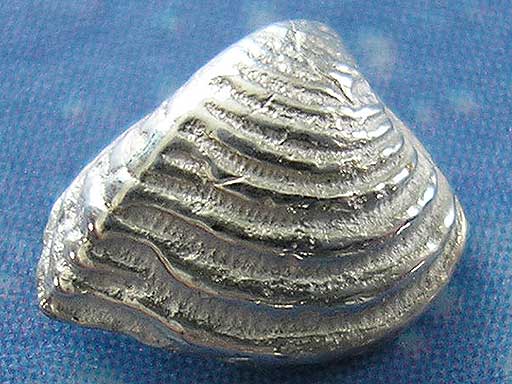 Muschel Ohrstecker Meer Küste Silber Schmuck