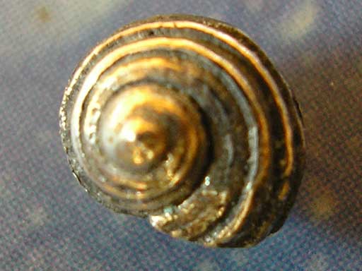 Meeresbrise Schmuck Knopfschnecke Stecker grstr