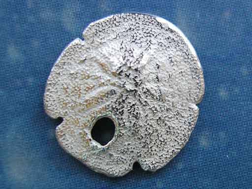 Meeresbrise Schmuck Sanddollar Stecker xxxs