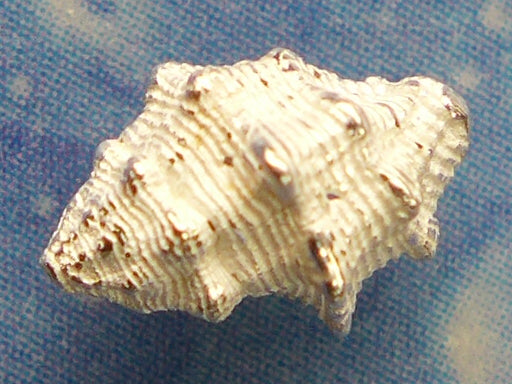 Sandstrand Silberschmuck Pferdeschnecke Stecker