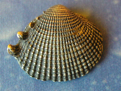 Ohrstecker Ohrringe Silber Schmuck Design Maritim Meer