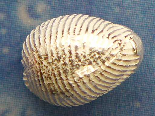 Kauri Ohrstecker Silber Schnecke