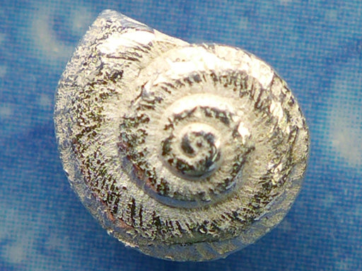 Sommerschmuck Trend Knopfschnecke Ohrstecker