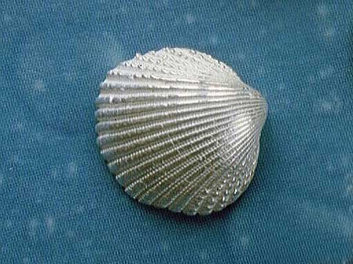 Herzmuschel Ohrstecker Silberschmuck Insel