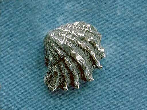 Maritimer Schmuck Ohrschmuck Fächermuschel