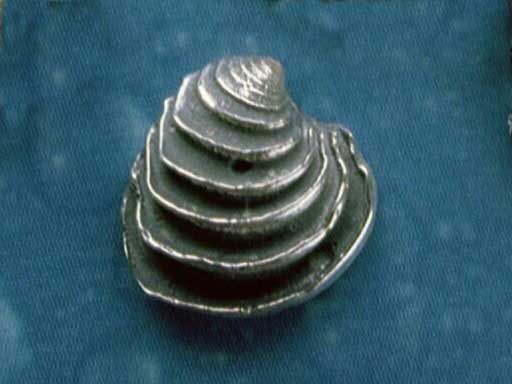 Venus Schmuck Muschel Ohrstecker geschwärzt