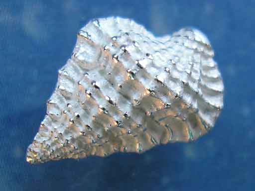 Maritimer Schmuck Tritonshorn Ohrstecker