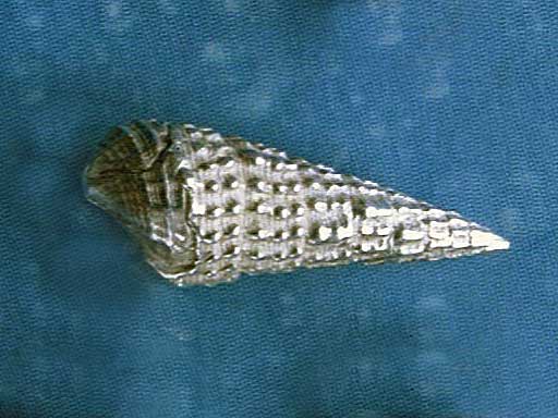 Strand Schnecke Ohrstecker Silberschmuck