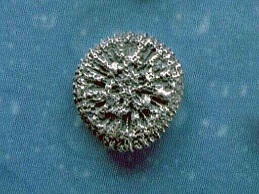 Taucher Schmuck Koralle Ohrstecker geschwärzt