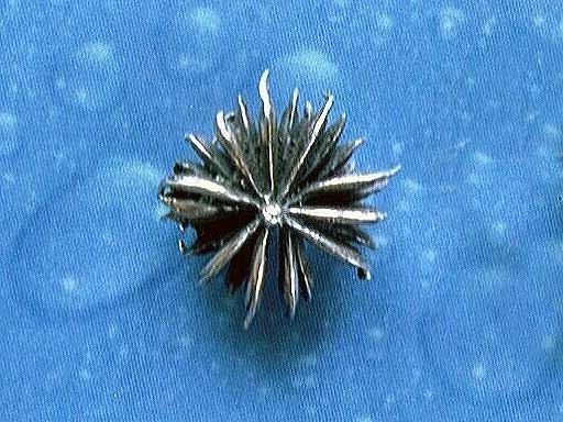 Schmuck für Blumenkinder Nelkenwurz geschwärzt