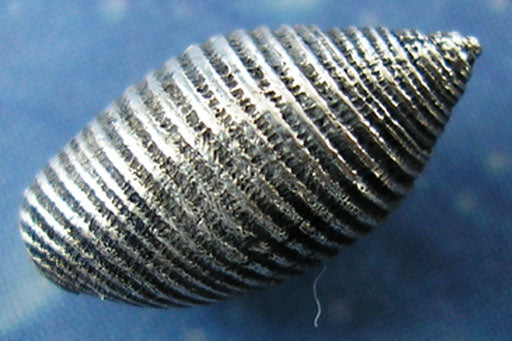 Meerweh Schmuck Eloisen Schnecke Ohrstecker