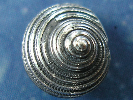 Taucherschmuck Schnecke Sonnenuhr Ohrstecker geschwärzt