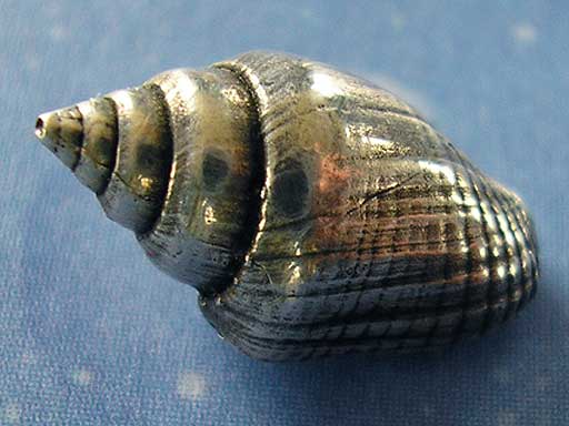 Neptuns Schmuck Strombustäubchen geschwärzt