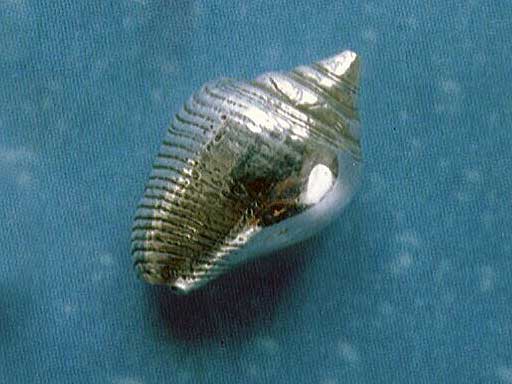 Meerweh Schmuck Lippentäubchen Ohrstecker