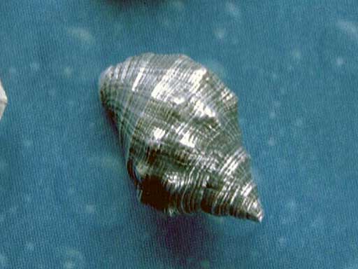 Urlaubsfeeling Rotmundleistenschnecke Ohrstecker geschwärzt