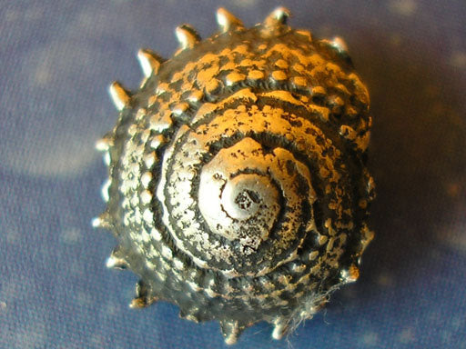 Vitamin Sea Sonnenschnecke Ohrstecker geschwärzt