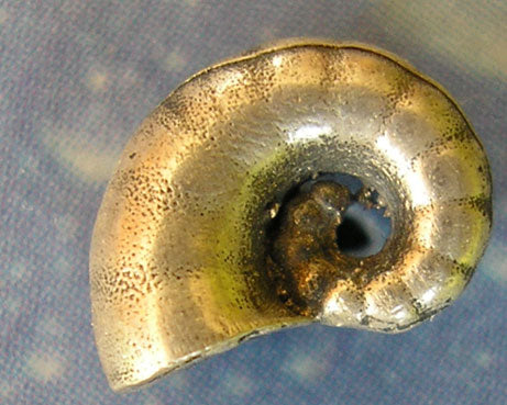 Insel Strand Schmuck Posthornschnecke xs