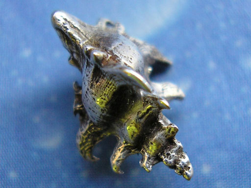 Schmuck vom Meer inspiriert Hakenschnecke geschwärzt