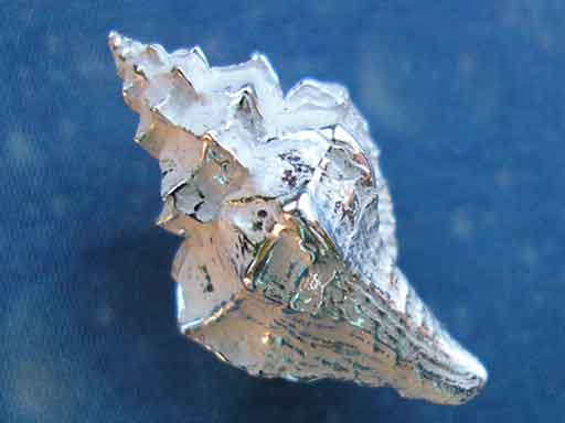 Flache Stachelschnecke Ohrstecker