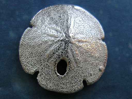 Pansy Shell Sanddollar Ohrstecker xs