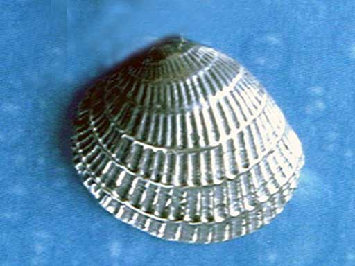 Venus Muschel Schmuck Ohrstecker geschwärzt