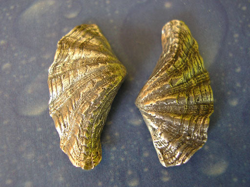 Riesenmuschel Taucher Ohrstecker s