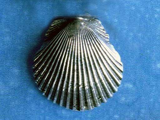 Pilgerweg Muschel Ohrstecker Silber geschwärzt