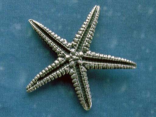 Seestern Ohrstecker Silber Schmuck geschwärzt