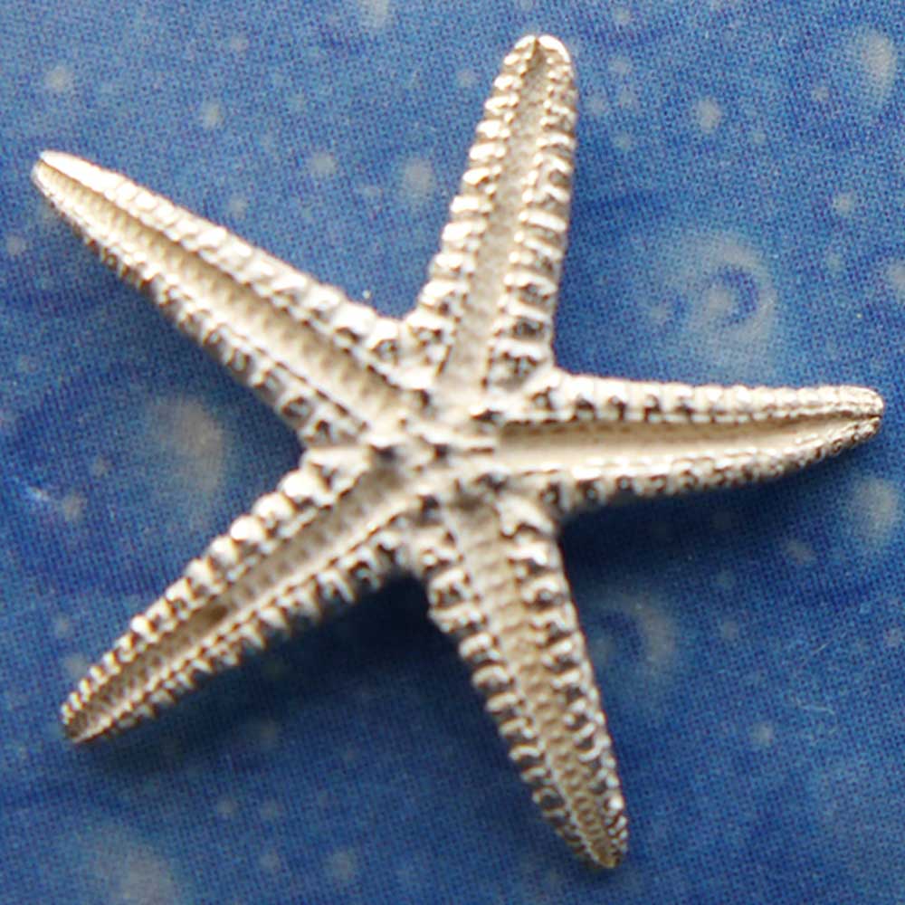 Seestern Ohrstecker Silber Schmuck