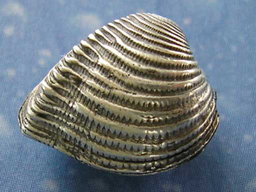 Taucherschmuck Dickmuschel Ohrstecker s