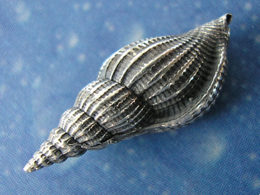 Inselschmuck Schnabelschnecke Ohrstecker geschwärzt