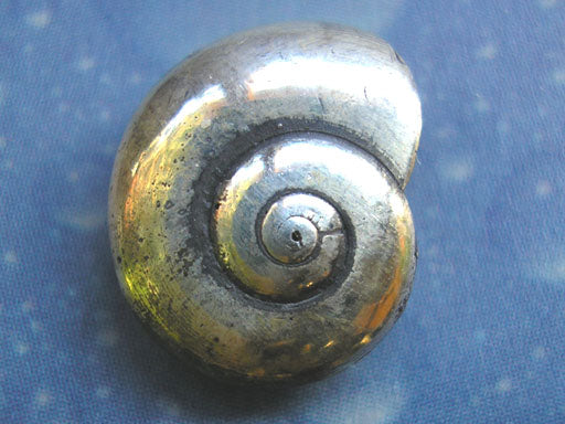 Maritimer Schmuck Ohrstecker Silber Schnecke