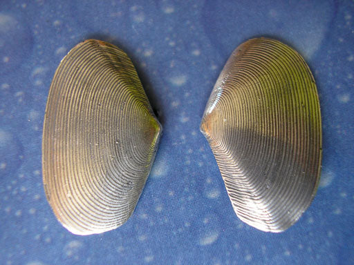 Meer Schmuck Tellmuschel Ohrstecker Silber