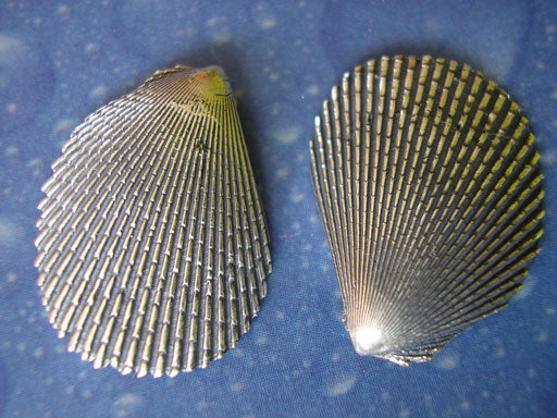 Clam Shell Muschel Ohrstecker Feile geschwärzt