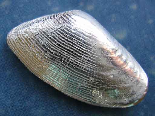 Maritimschmuck Sägezahn Muschel Silber