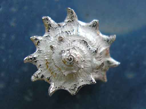 Organische Formen Schmuck Stachelige Sonnenschnecke