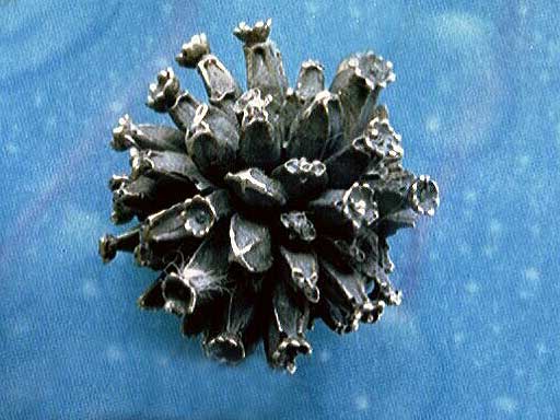 Teufelsabbiss Ohrringe für Blumenkinder geschwärzt