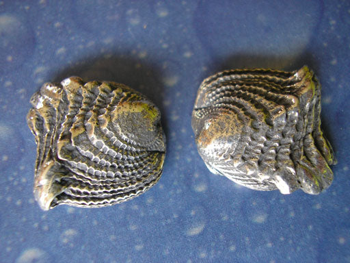 Scuba Muschel Ohrringe Schuppen