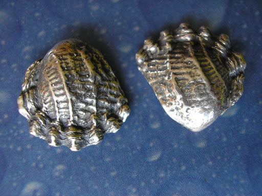 Schmuckdesign Gewellte Muschel Ohrstecker geschwärzt