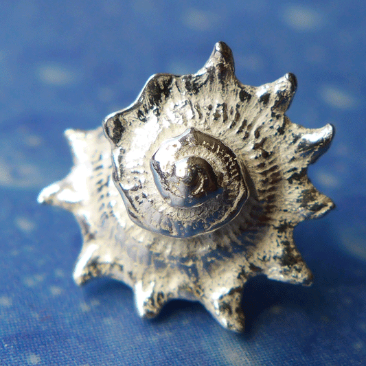 Organischer Schmuck Stachelige Sonnenschnecke