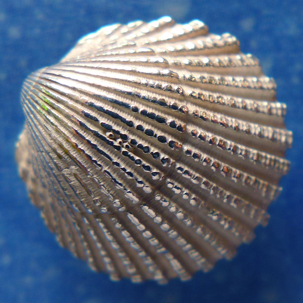 Ozean Schmuck Sommer Ohrring handgearbeitet Ostsee