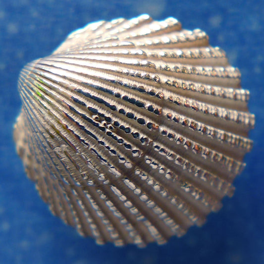 Ozean Schmuck Sommer Ohrring handgearbeitet Ostsee