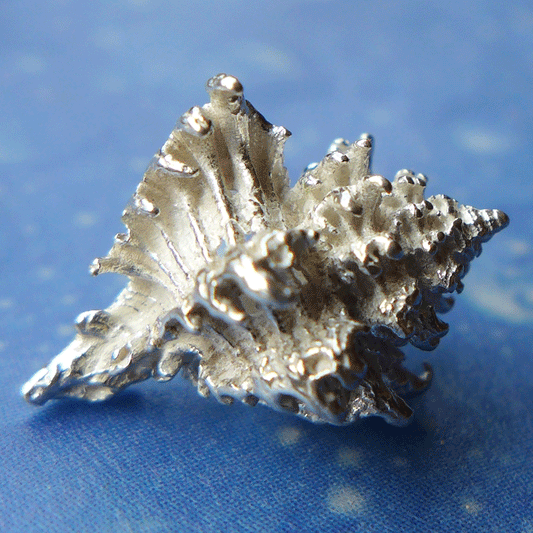 Ozean Schmuck Lamellen Schnecke m