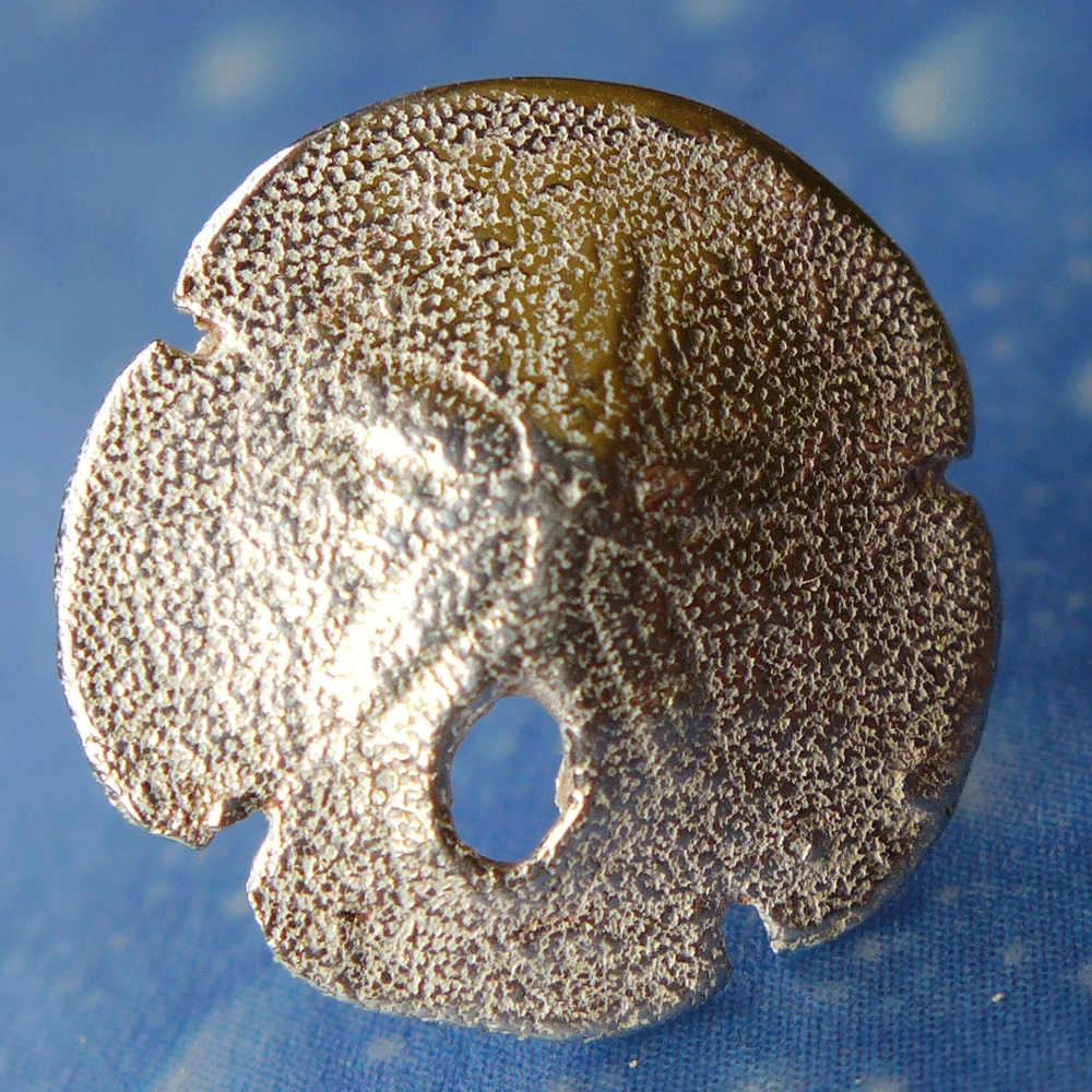 Pansy Shell Sanddollar Schmuck Ohrstecker xs