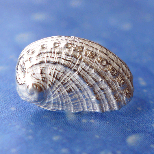 Paua Muschel Seeohr Meerohr Ohrstecker